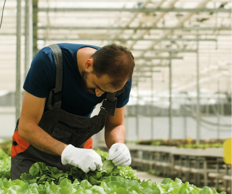 Agricultura Terapéutica-Programa De Capacitación Laboral Para El Empleo De Fundación MAPFRE Canarias Y La Obra Social De Acogida Y Desarrollo