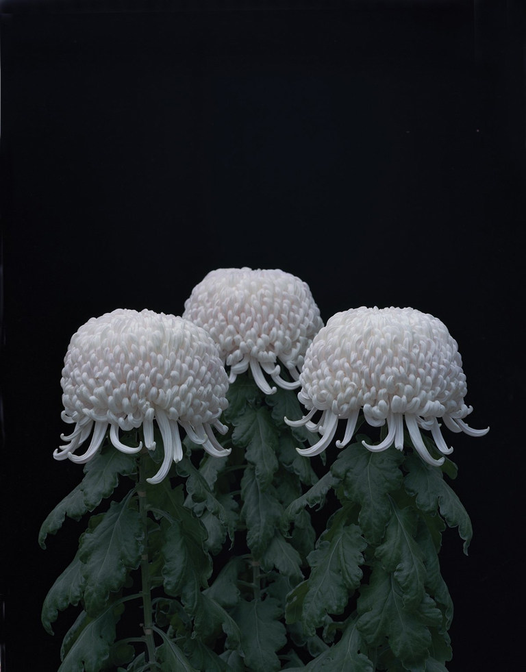 Chrysanthemums (Crisantemos), 2011